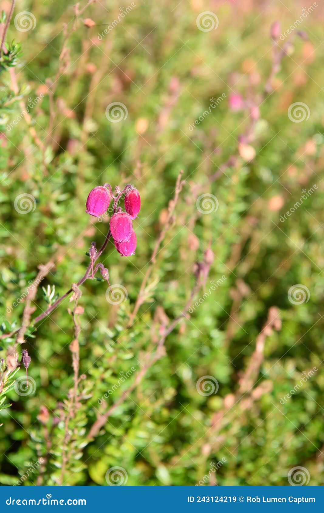 irish heath daboecia cantabrica waleyâs red, flowering